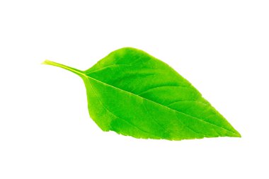 Model modelleriniz için beyaz arkaplanda izole edilmiş ayçiçeği yaprağı.