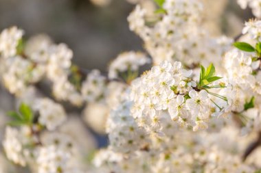 Çiçek açmış kiraz ağacının yemyeşil bahar çiçekleri. Kopyalama alanı olan doğa arkaplanı.