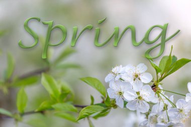 Fotokopi alanı olan bahar arkaplanı. Çiçek açmış kiraz ağacının dalı.