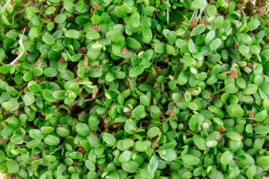 Mikro yeşiller roka filizleri, yaprakların üst görünümü ile yakın plan filizlenir.