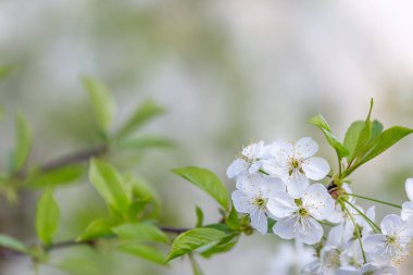 Fotokopi alanı olan bahar arkaplanı. Çiçek açmış kiraz ağacının dalı