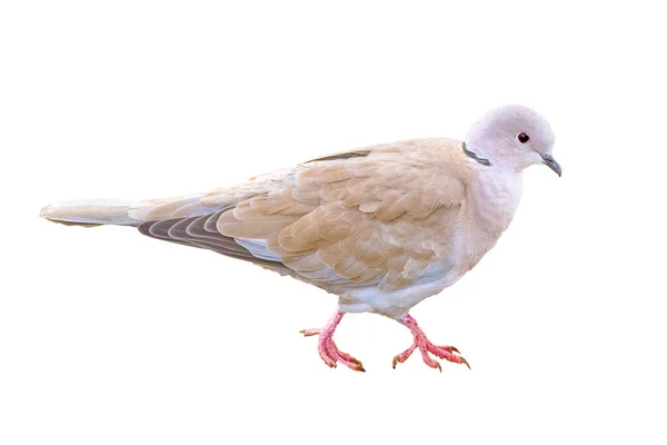 Wild Collared Dove Walking Isolated White Background — Stock Photo, Image