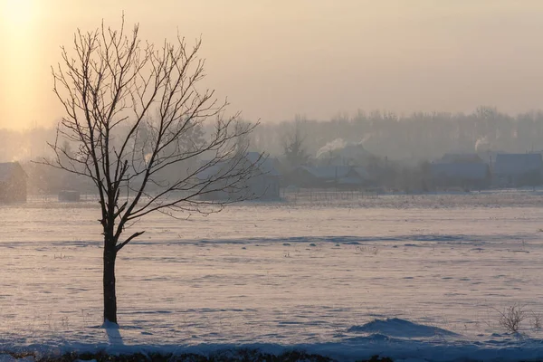 Zachód Słońca Nad Europejską Wioską Śniegiem Samotnym Drzewem Stojącym Przestrzeń — Zdjęcie stockowe