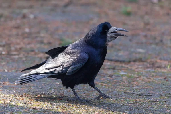 Crow walks in the park and tells a story.