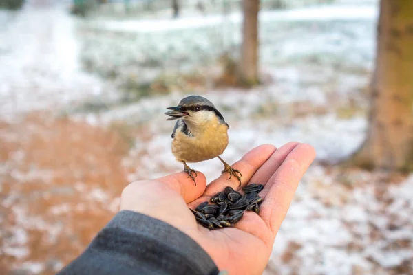 Nutrire Una Nuthatch Mano Durante Dure Giornate Invernali Gelide Concetto — Foto Stock