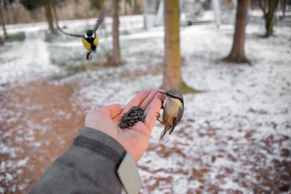 Nutrire Gli Uccelli Durante Dura Stagione Invernale Concetto Conservazione Della — Foto Stock