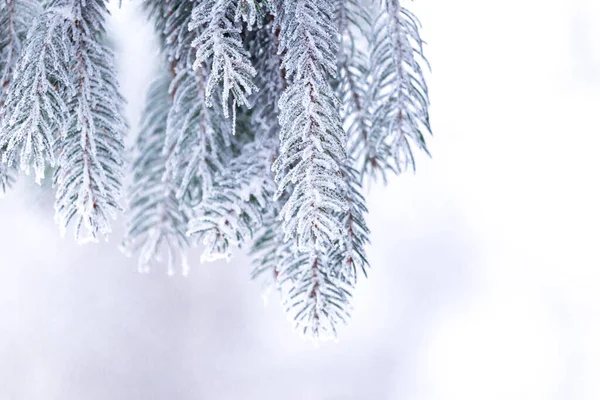 Drzewo Jodłowe Pokryte Gęstym Mrozem Koncepcja Temperatury Zimnej Przestrzenią Kopiowania — Zdjęcie stockowe