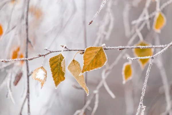 Liście Brzozy Pokryte Gęstym Mrozem Koncepcja Zimnej Temperatury — Zdjęcie stockowe