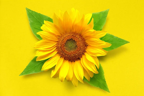 向日葵 叶子平坦地躺在一张黄色的纸上 储存石油的概念 — 图库照片