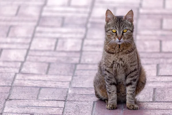 Katt Sitter Som Staty Trottoar Bakgrund Med Kopieringsutrymme — Stockfoto