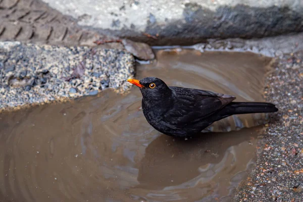 Blackbird Prend Bain Dans Flaque Eau Printemps Regarde Dans Caméra — Photo