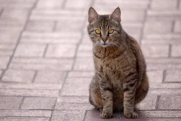 Toyger Gato Sentado Pavimento Cidade Com Espaço Cópia — Fotografia de Stock