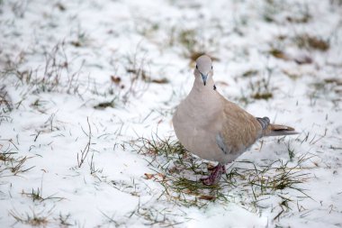 Güvercin karla kaplı çimenlerde yürür. Çevresel tema.