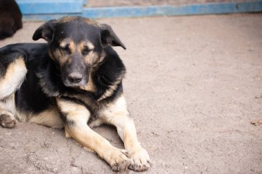 Mutlu, rahat ve uykucu çoban köpeğinin yüzü nöbet tutarken uyuyor. Kopyalama alanı olan arkaplan.