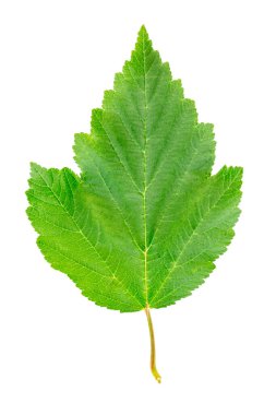 Beyaz arkaplanda siyah frenk üzümü yaprağı izole.