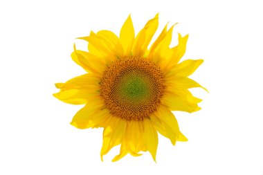 Güneş çiçeği, beyaz arkaplanda kesilmiş..
