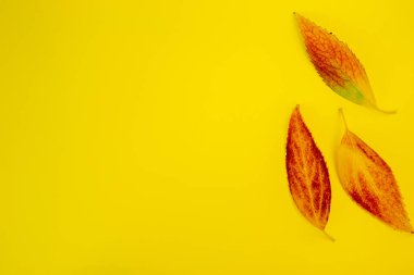 Turuncu yapraklı sonbahar portakalı arka plan. Metin modellemeleri için alanı kopyala.