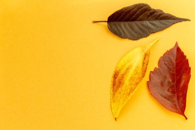 Turuncu yapraklı sonbahar portakalı arka plan. Metin modellemeleri için alanı kopyala.