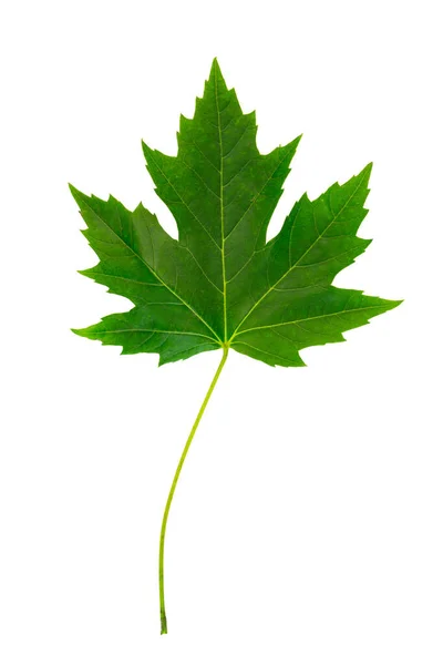 Folha Árvore Marple Canadense Verde Cortada Fundo Branco — Fotografia de Stock