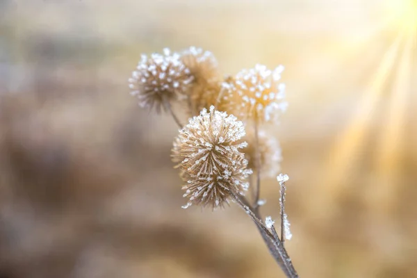 Budrock Intemperie Coperte Gelo Durante Stagione Fredda Invernale — Foto Stock