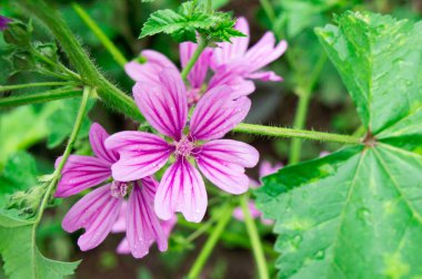 Malva Gibbortello veya Kıllı Marshmallow çiçekleri yağmur damlalarıyla kaplanırken yakınlaşır.