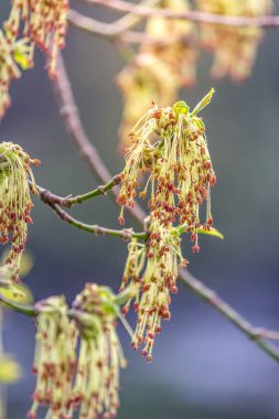 Güneşli bir bahar günü arka planında kül yapraklı akçaağaç dalında kırmızı çiçekler veya Acer negundo