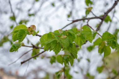 Güneş tarafından aydınlatılan yeşil ağaç yapraklarına yakın çekim.