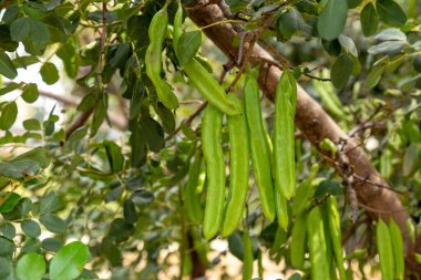 Algaroba ya da Keçiboynuzu, Akdeniz bölgesinin tozlu bir ağacı. Ağaçtaki yeşil fasulyeye yaklaş..