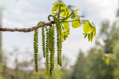 Mançurya cevizi çiçekli ağaç dalı. Tıbbi bitki serisi. Çiçek açan ağaçlar serisi.