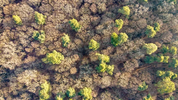 Antecedentes Bosque Mixto Otoño Con Hojas Caídas Vista Desde Arriba —  Fotos de Stock