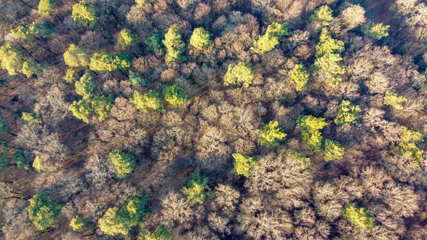 Hintergrund Des Mischwaldes Herbst Mit Abgefallenen Blättern Von Oben — Stockfoto