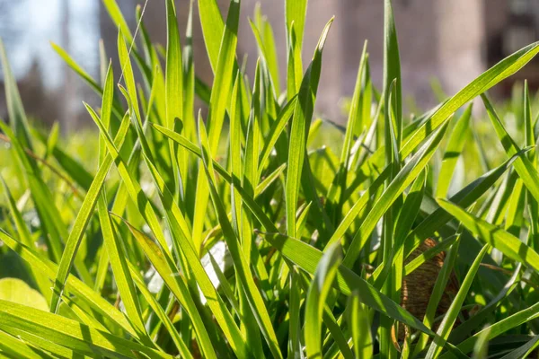 Feuillage Luxuriant Vert Frais Fond Herbe Gros Plan Sur Une — Photo