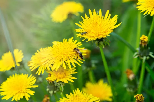 Dolgozó Méhek Legnépszerűbb Tavaszi Virág Pitypang Kanonikus Buja Tavaszi Lombozat — Stock Fotó