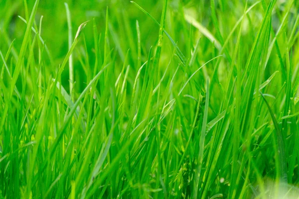 Schönheit Gesunde Hintergründe Mit Laub Grünem Gras Und Defokussierter Front — Stockfoto