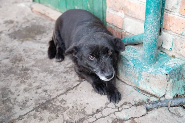 Guilty Kasihan Sorouthbreed Anjing Melihat Kamera — Stok Foto