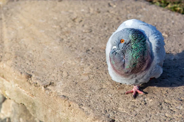 Pigeon Vous Regarde Avec Espace Copie Par Une Journée Ensoleillée — Photo