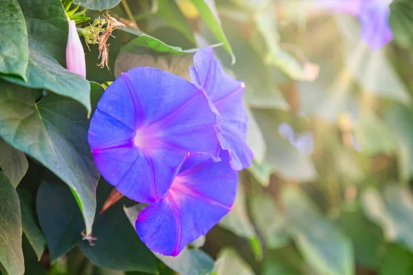 Common Morning Glory Fence Copy Space — Stock Photo, Image
