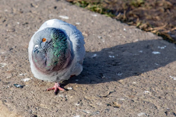 Piccione Che Fissa Con Spazio Copia — Foto Stock