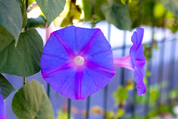 Common Morning Glory Fence Copy Space — Stock Photo, Image