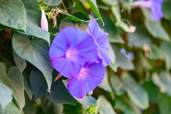 Common Morning Glory Fence Copy Space — Stock Photo, Image