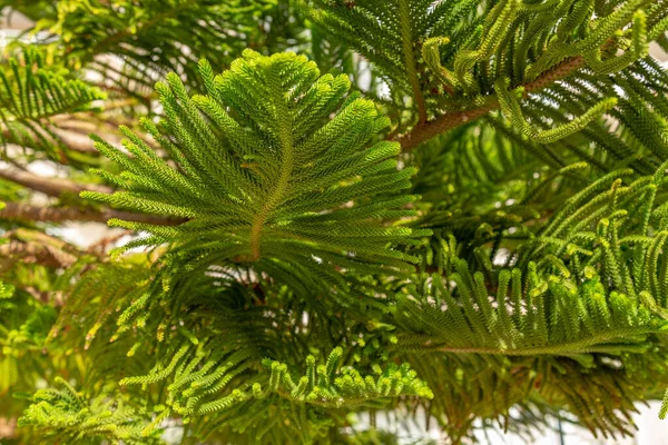 Lysande Blad Araucaria Heterophylla Eller Norfolk Island Pine Den Tropiska — Stockfoto