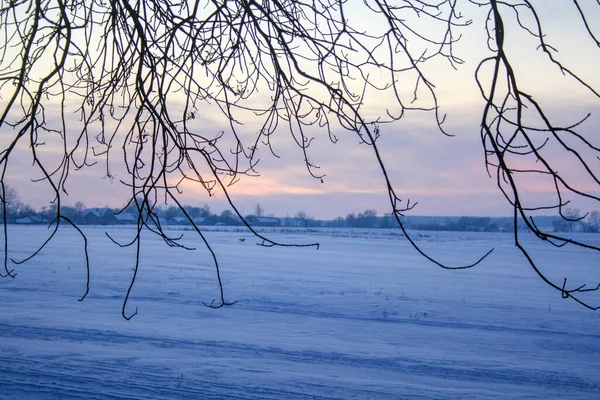 Krajobraz Wiejskiego Zimowego Zmierzchu Zachodem Słońca Polu Widokiem Pokrytym Gałęziami — Zdjęcie stockowe