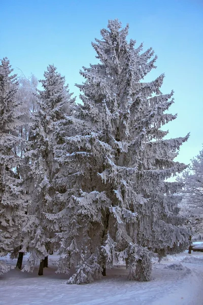 Majestic Fir Tree Coverd Snow Sunny Winter Day — Stock Photo, Image
