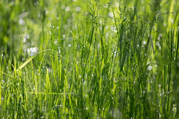 Beauté Milieux Sains Avec Feuillage Herbe Verte Avant Déconcentré — Photo