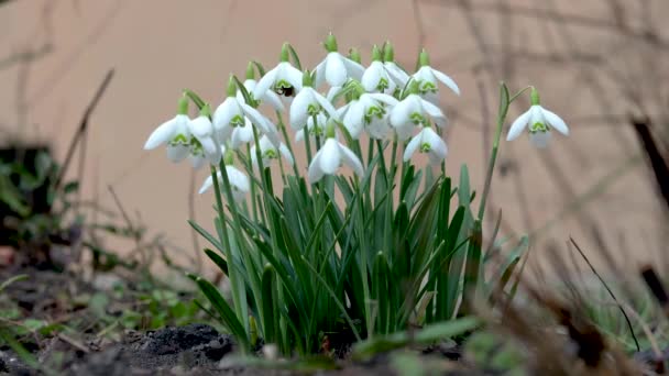 Bucaneve Appesi Vento Cortile Fogliame Fiori Primaverili Nel Movimento — Video Stock