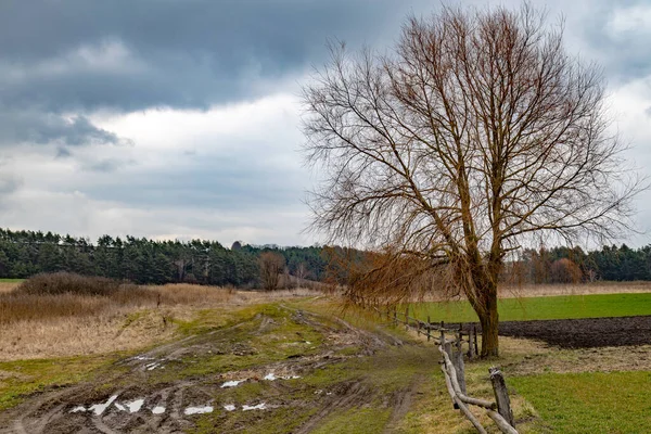 Landschap Van Moeras Met Een Blad Kale Boom Silhouetted Tegen — Stockfoto