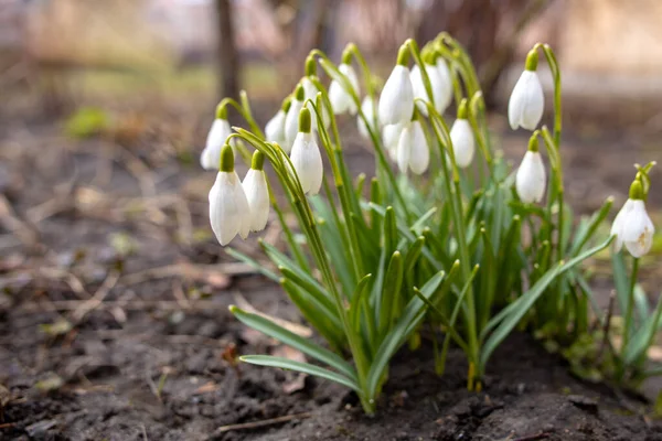 Snowdrop Common Snowdrop Galanthus Nivalis Flowers Sunny Springtime Day — Stock Photo, Image