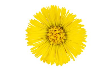 Salyangoz çiçeği kafası beyaz arkaplanda kesilmiş..