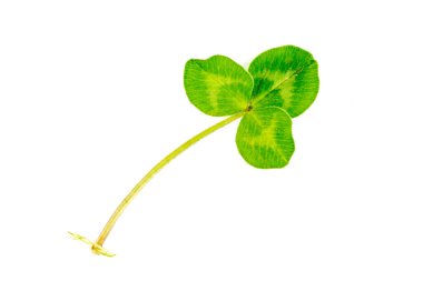 Yonca yaprağı gerçek yonca yaprağının üzerine kapanır..