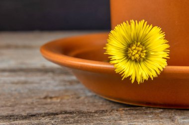 Çay fincanının üzerinde Coltsfoot çiçekleri olan bir fincan bitki çayı. Alternatif tıp konsepti.